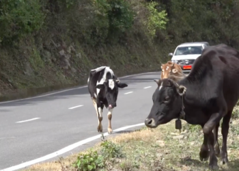 Wangdue Phodrang to fine owners for unattended cattle on highways
